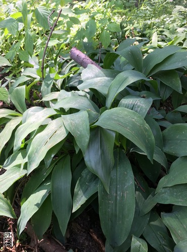 KONVALINKA VONNÁ (Convallaria majalis) - PO ODKVĚTU - FOTO: Marta Knauerová