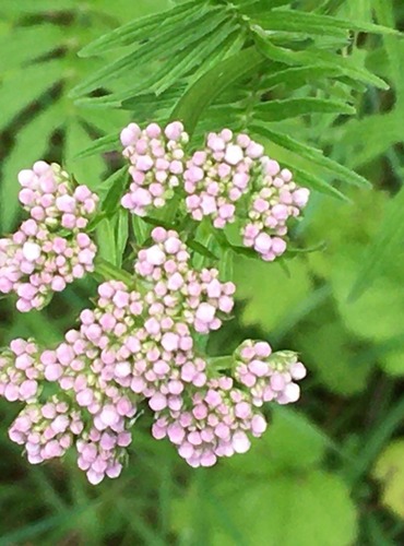 KOZLÍK LÉKAŘSKÝ (Valeriana officinalis) FOTO: Marta Knauerová