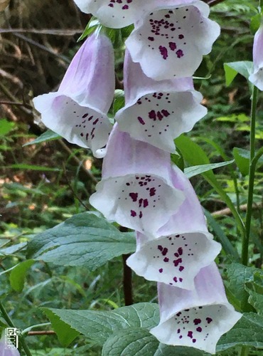 NÁPRSTNÍK ČERVENÝ (Digitalis purpurea) FOTO: Marta Knauerová