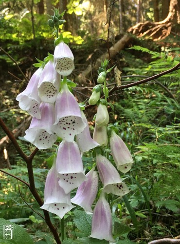 NÁPRSTNÍK ČERVENÝ (Digitalis purpurea) FOTO: Marta Knauerová