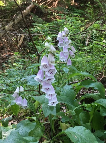 NÁPRSTNÍK ČERVENÝ (Digitalis purpurea) FOTO: Marta Knauerová