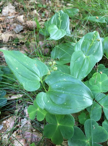 PSTROČEK DVOULISTÝ (Maianthemum bifolium) - NEZRALÝ PLOD - FOTO: Marta Knauerová