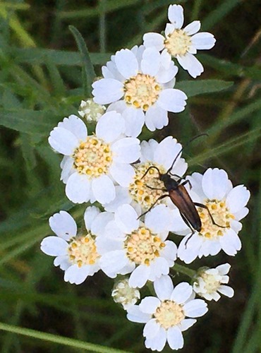 ŘEBŘÍČEK BERTRÁM (Achillea ptarmica) FOTO: Marta Knauerová