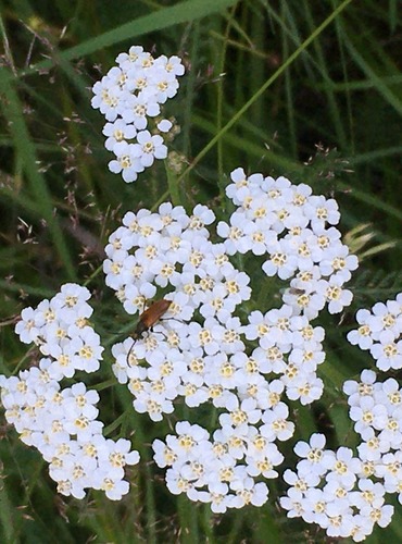 ŘEBŘÍČEK OBECNÝ (Achillea millefolium) FOTO: Marta Knauerová