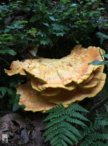 SÍROVEC ŽLUTOORANŽOVÝ (Laetiporus sulphureus) FOTO: Marta Knauerová, 2021