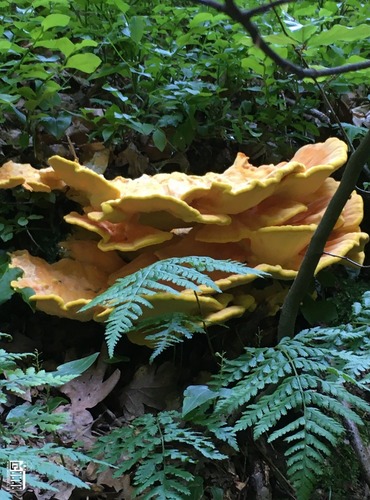 SÍROVEC ŽLUTOORANŽOVÝ (Laetiporus sulphureus) FOTO: Marta Knauerová, 2021