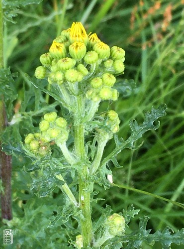 STARČEK PŘÍMĚTNÍK (Senecio jacobaea) FOTO: Marta Knauerová