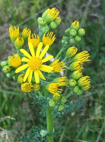 STARČEK PŘÍMĚTNÍK (Senecio jacobaea) FOTO: Marta Knauerová