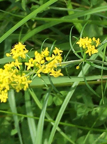 SVÍZEL SYŘIŠŤOVÝ (Galium verum) FOTO: Marta Knauerová