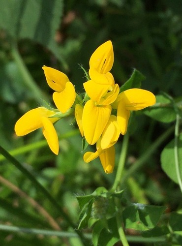 ŠTÍROVNÍK RŮŽKATÝ (Lotus corniculatus) FOTO: Marta Knauerová