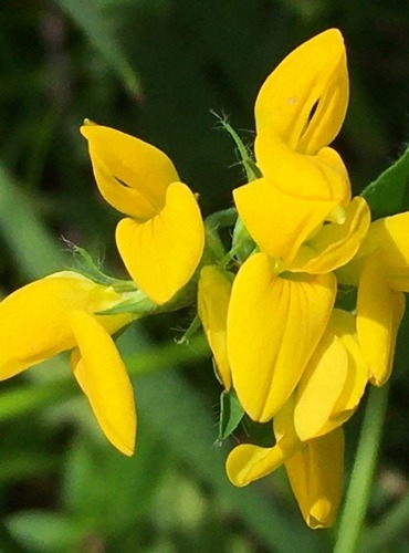 ŠTÍROVNÍK RŮŽKATÝ (Lotus corniculatus) FOTO: Marta Knauerová