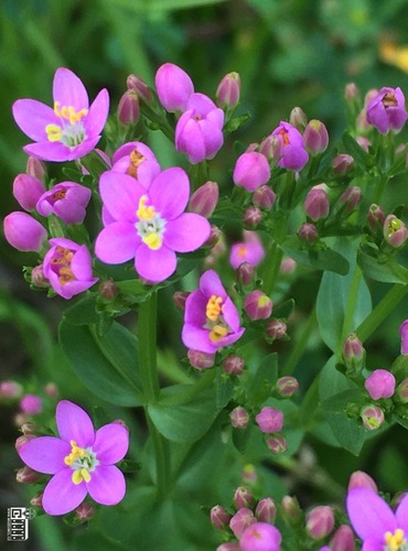 ZEMĚŽLUČ OKOLÍKATÁ (LÉKAŘSKÁ) (Centaureum erythraea) – C4a - FOTO: Marta Knauerová