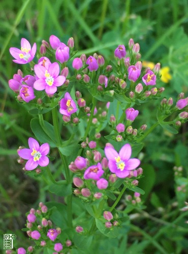 ZEMĚŽLUČ OKOLÍKATÁ (LÉKAŘSKÁ) (Centaureum erythraea) – C4a - FOTO: Marta Knauerová
