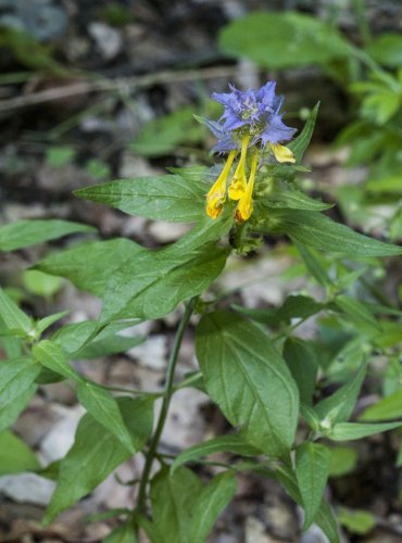 ČERNÝŠ HAJNÍ (Melampyrum nemorosum) – FOTO: Vladimír Štěpánský