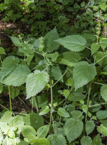 ČISTEC LESNÍ (Stachys sylvatica) – FOTO: Vladimír Štěpánský