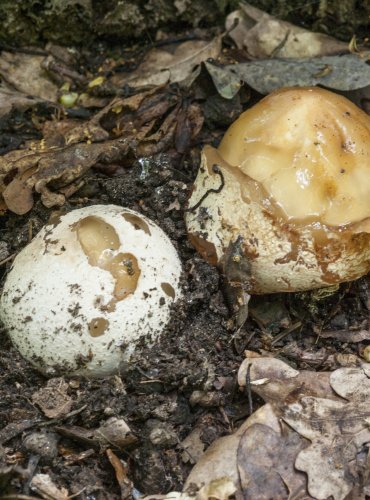 HADOVKA SMRDUTÁ (Phallus impudicus) FOTO: Vladimír Štěpánský, 2021