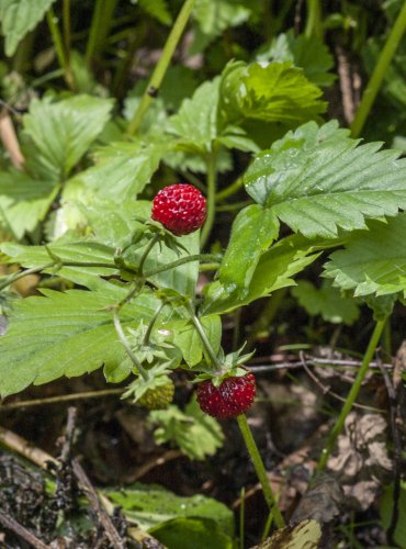 JAHODNÍK OBECNÝ (Fragaria vesca) – FOTO: Vladimír Štěpánský