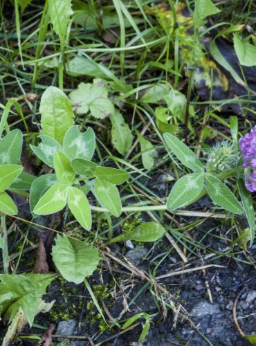 JETEL PROSTŘEDNÍ (Trifolium medium) FOTO: Vladimír Štěpánský, 2021