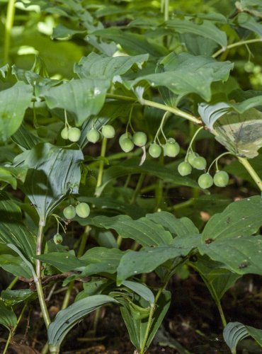 KOKOŘÍK MNOHOKVĚTÝ (Polygonatum multiflorum) – NEZRALÉ PLODY – FOTO: Vladimír Štěpánský