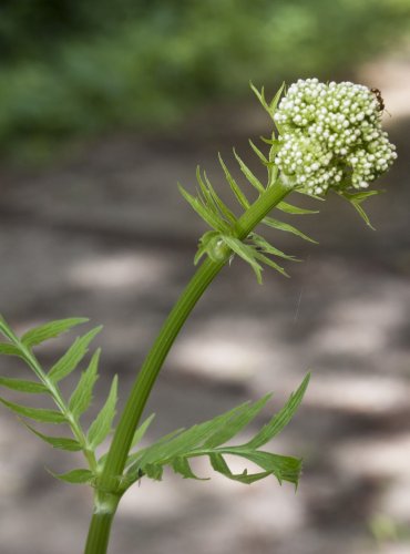 KOZLÍK LÉKAŘSKÝ (Valeriana officinalis) – FOTO: Vladimír Štěpánský