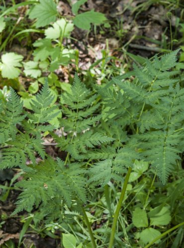 MRKEV OBECNÁ (Daucus carota) – FOTO: Vladimír Štěpánský