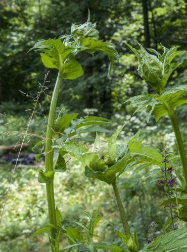 PCHÁČ ZELINNÝ (Cirsium oleraceum) – FOTO: Vladimír Štěpánský