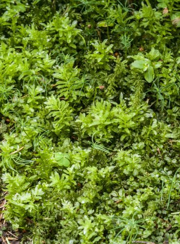 RAŠELINÍK (Sphagnum spp.) – FOTO: Vladimír Štěpánský