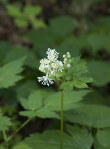 SAMOROSTLÍK KLASNATÝ (Actaea spicata) – FOTO: Vladimír Štěpánský, 2021