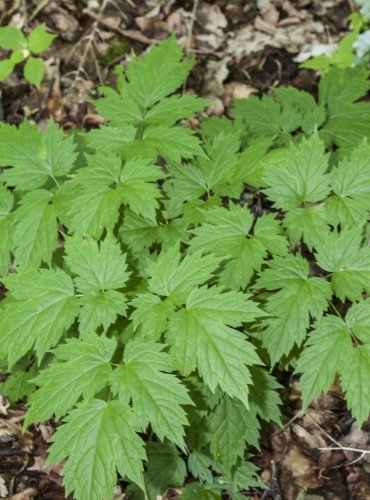 SAMOROSTLÍK KLASNATÝ (Actaea spicata) – FOTO: Vladimír Štěpánský