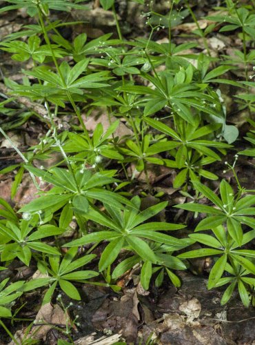 SVÍZEL VONNÝ (Galium odoratum) – NEZRALÝ PLOD – FOTO: Vladimír Štěpánský