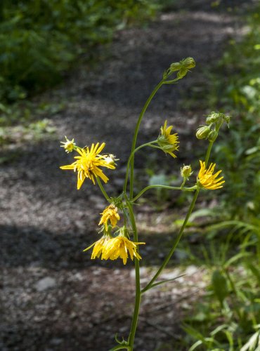 ŠKARDA DVOULETÁ (Crepis biennis) – FOTO: Vladimír Štěpánský, 2021