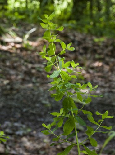 TŘEZALKA TEČKOVANÁ (Hypericum perforatum) – FOTO: Vladimír Štěpánský, 2021