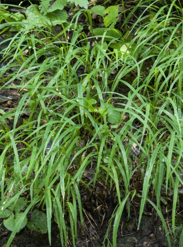 VÁLEČKA LESNÍ (Brachypodium sylvaticum) – FOTO: Vladimír Štěpánský