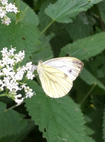 BĚLÁSEK ZELNÝ (Pieris brassicae) FOTO: Marta Knauerová, 2021