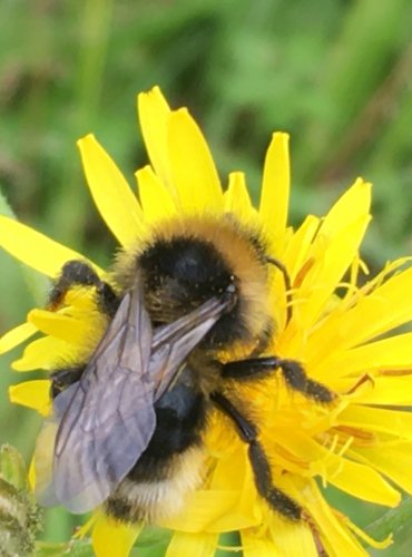 ČMELÁK bez bližšího určení (Bombus spp.) FOTO: Marta Knauerová, 2021