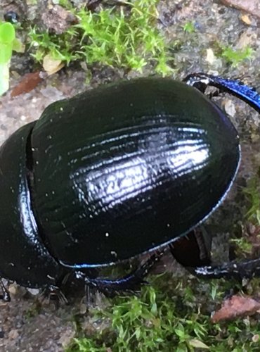 CHROBÁK VELKÝ (Geotrupes stercorarius) FOTO: Marta Knauerová, 2021