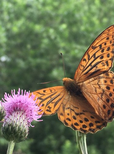 PERLEŤOVEC VELKÝ (Argynnis aglaja) FOTO: Marta Knauerová, 2021