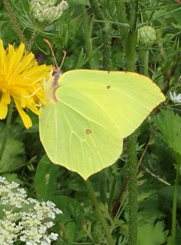 ŽLUŤÁSEK ŘEŠETLÁKOVÝ (Gonepteryx rhamni) FOTO: Marta Knauerová, 2021