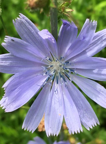 ČEKANKA OBECNÁ (Cichorium intybus) FOTO: Marta Knauerová