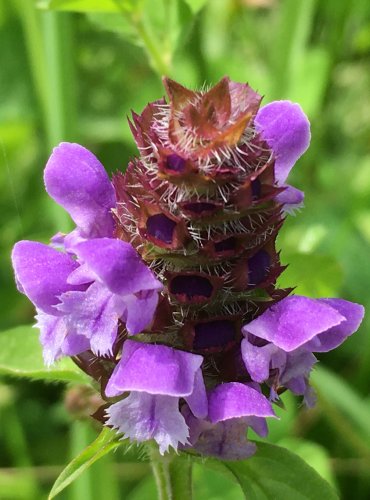 ČERNOHLÁVEK OBECNÝ (Prunella vulgaris) FOTO: Marta Knauerová