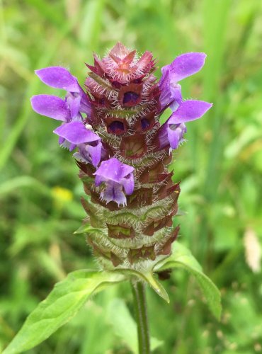 ČERNOHLÁVEK OBECNÝ (Prunella vulgaris) FOTO: Marta Knauerová