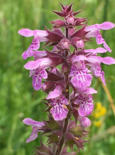 ČISTEC BAHENNÍ (Stachys palustris) FOTO: Marta Knauerová