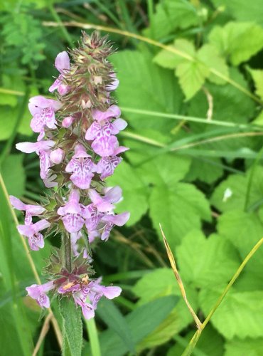 ČISTEC BAHENNÍ (Stachys palustris) FOTO: Marta Knauerová