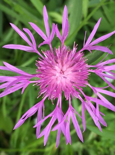 CHRPA LUČNÍ (Centaurea jacea) FOTO: Marta Knauerová