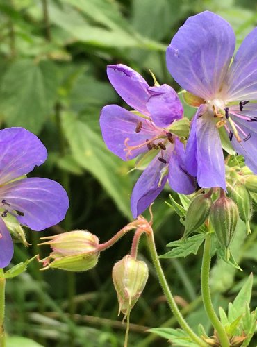 KAKOST LUČNÍ (Geranium pratense) FOTO: Marta Knauerová