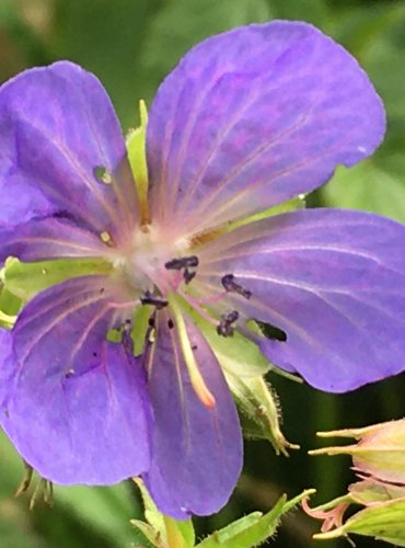 KAKOST LUČNÍ (Geranium pratense) FOTO: Marta Knauerová