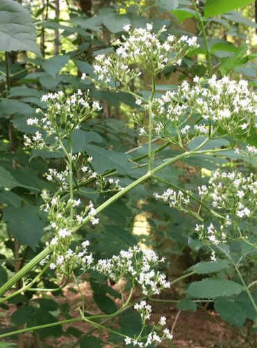 KOZLÍK LÉKAŘSKÝ (Valeriana officinalis) FOTO: Marta Knauerová