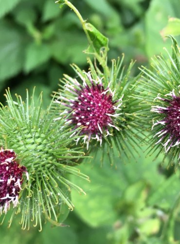 LOPUCH VĚTŠÍ (Arctium lappa) FOTO: Marta Knauerová