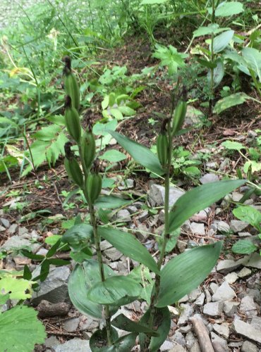 OKROTICE BÍLÁ (Cephalanthera damasonium) NEZRALÉ PLODENSTVÍ – C3 ohrožený druh – FOTO: Marta Knauerová, 2021