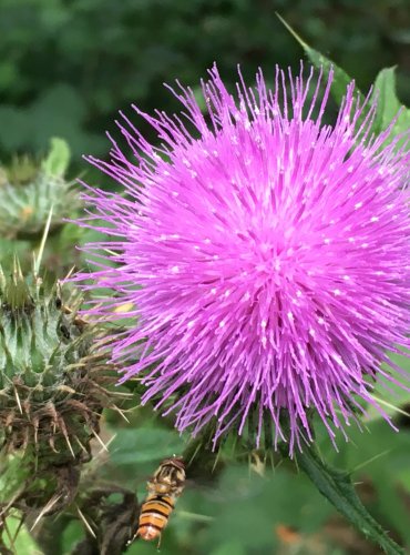 PCHÁČ OBECNÝ (Cirsium vulgare) FOTO: Marta Knauerová